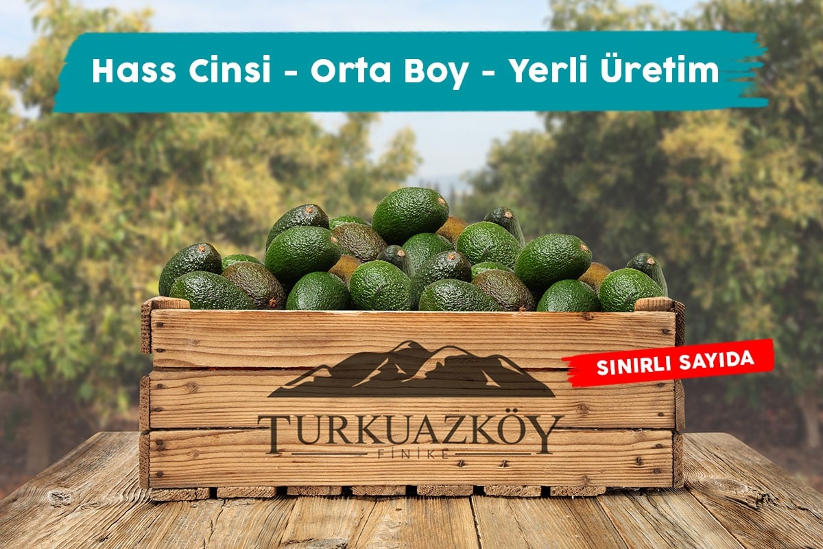 Avokado 15 Adet 