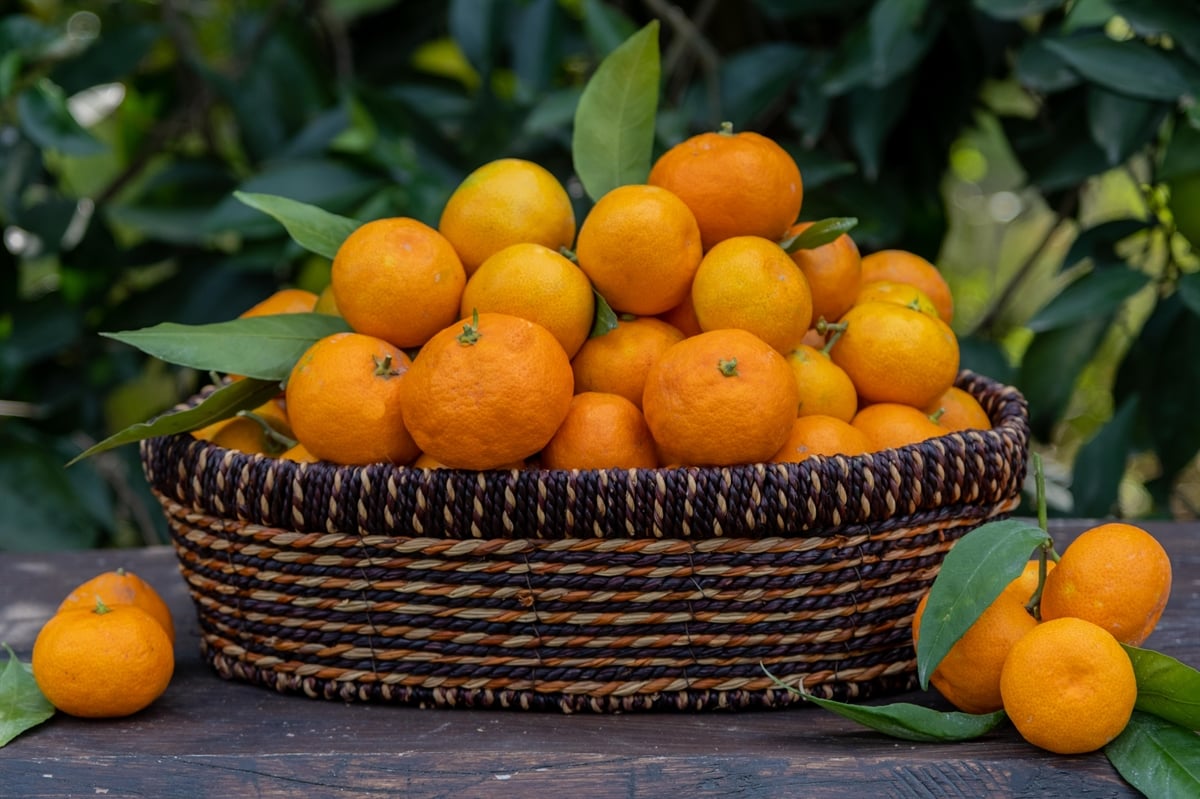 Okitsu Mandalina