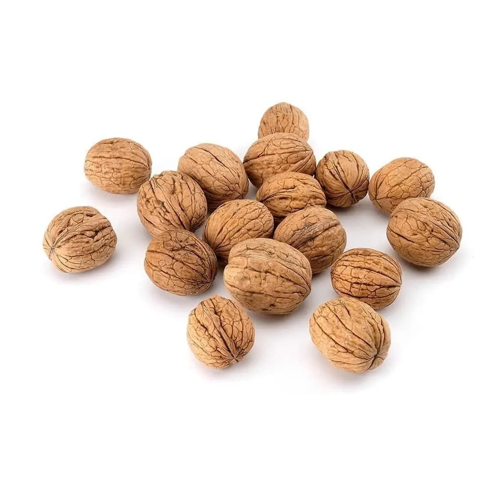 CEVİZ KABUKLU CHENDIR