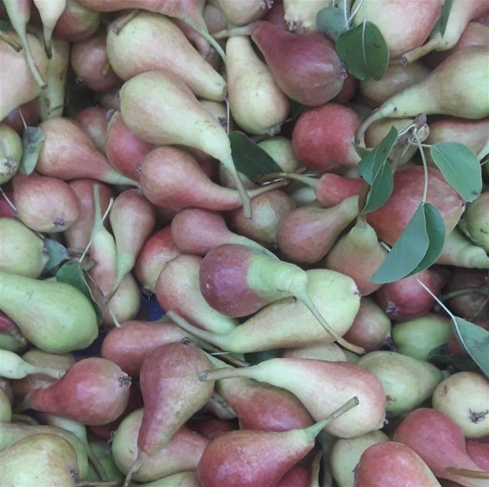 Armut Alaca Kg