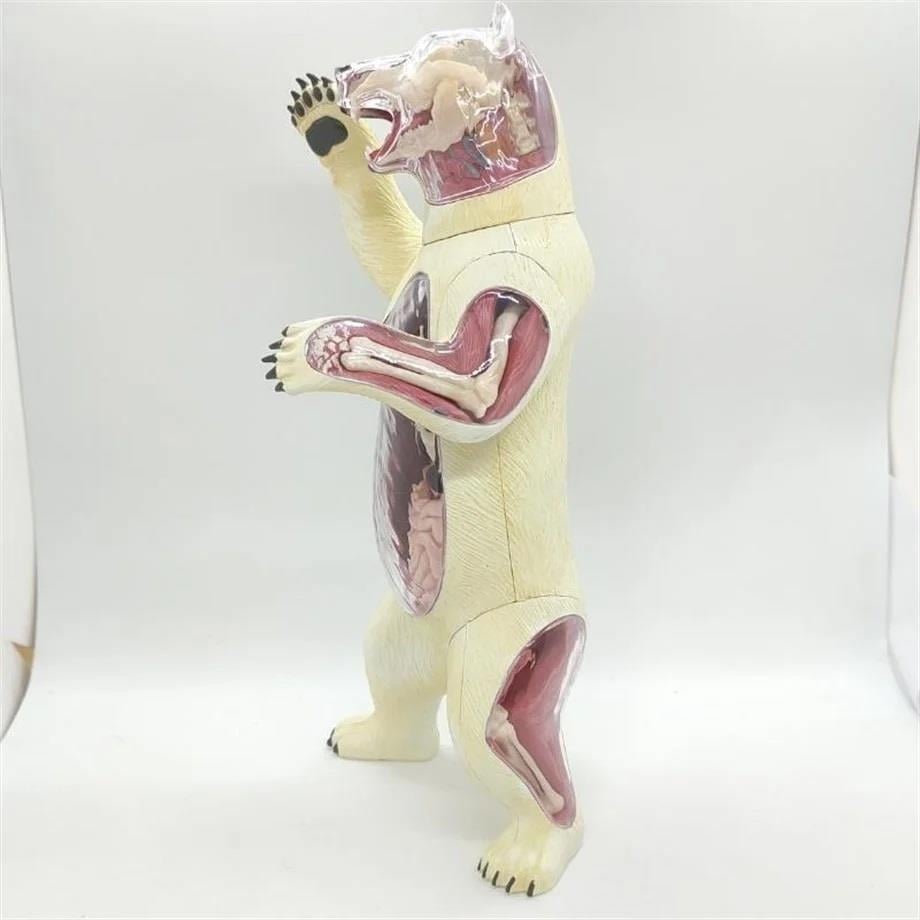 4D Master Vision Oyuncak Kutup Ayısı Anatomi Modeli