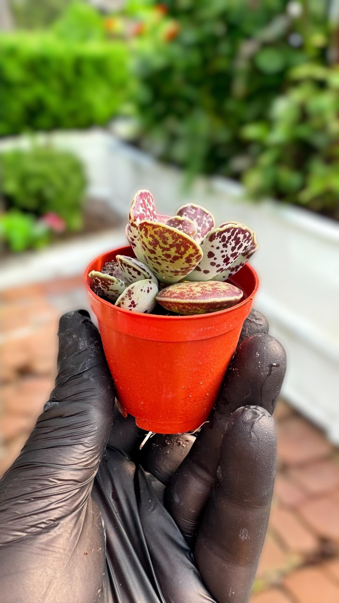 Adromischus Tygrinus Sukulent