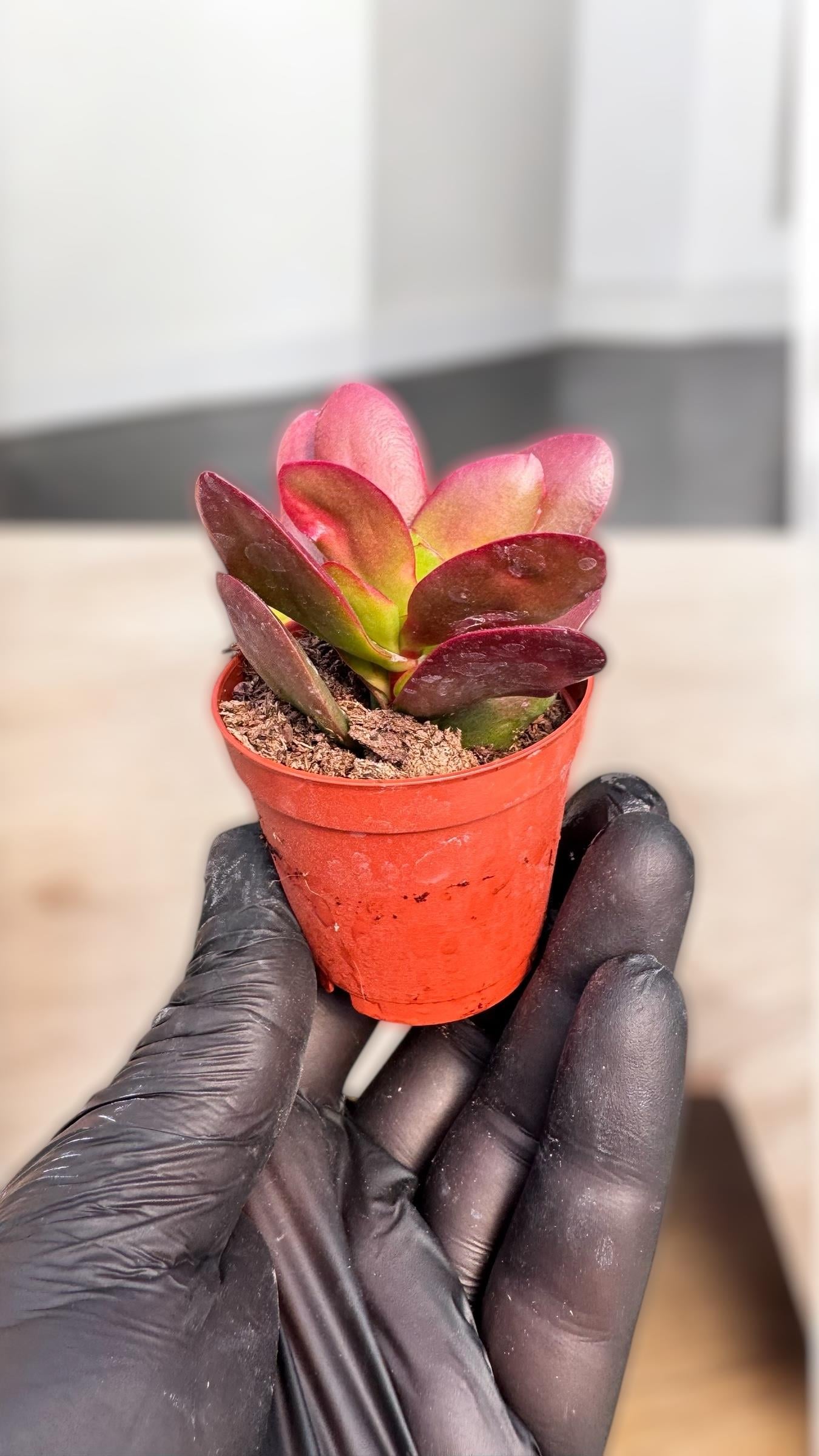 Crassula Ovata Variegata Sukulent