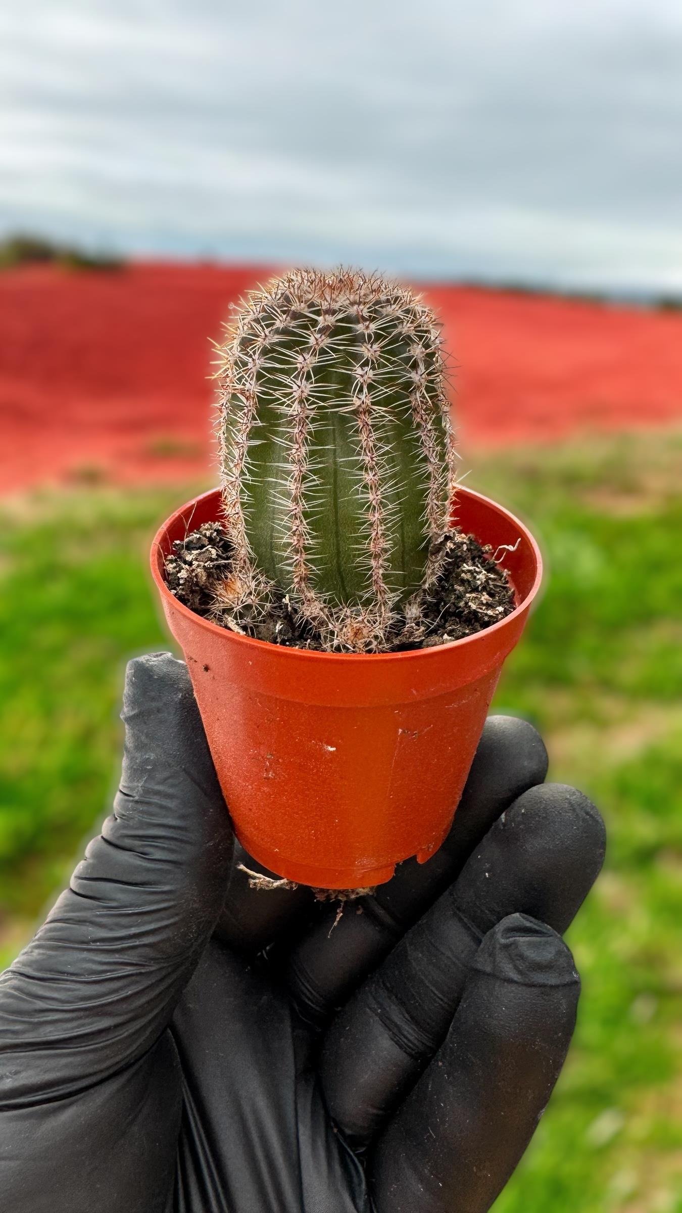 Echinocereus Reichenbachii Kaktüs