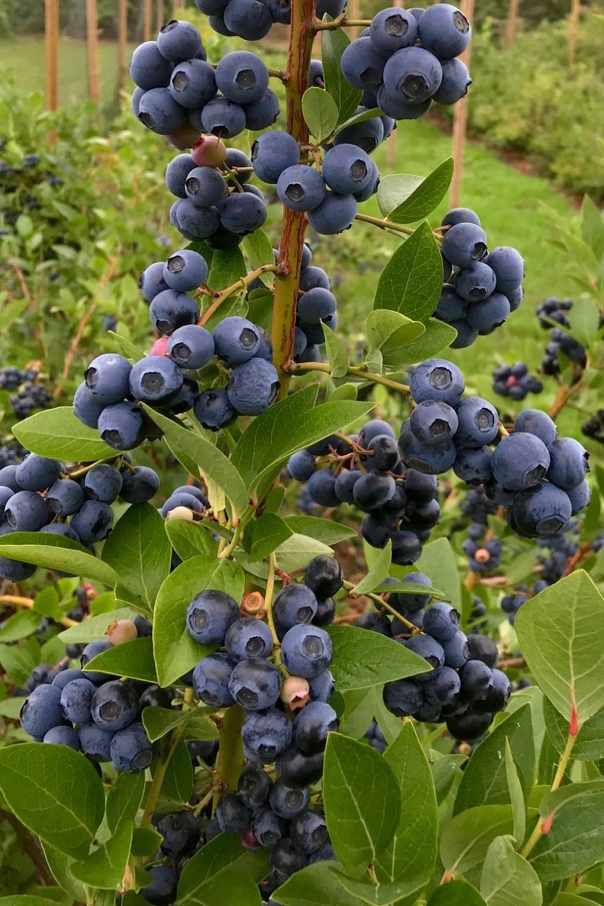 Doğal Yaban Mersini (1000gr)
