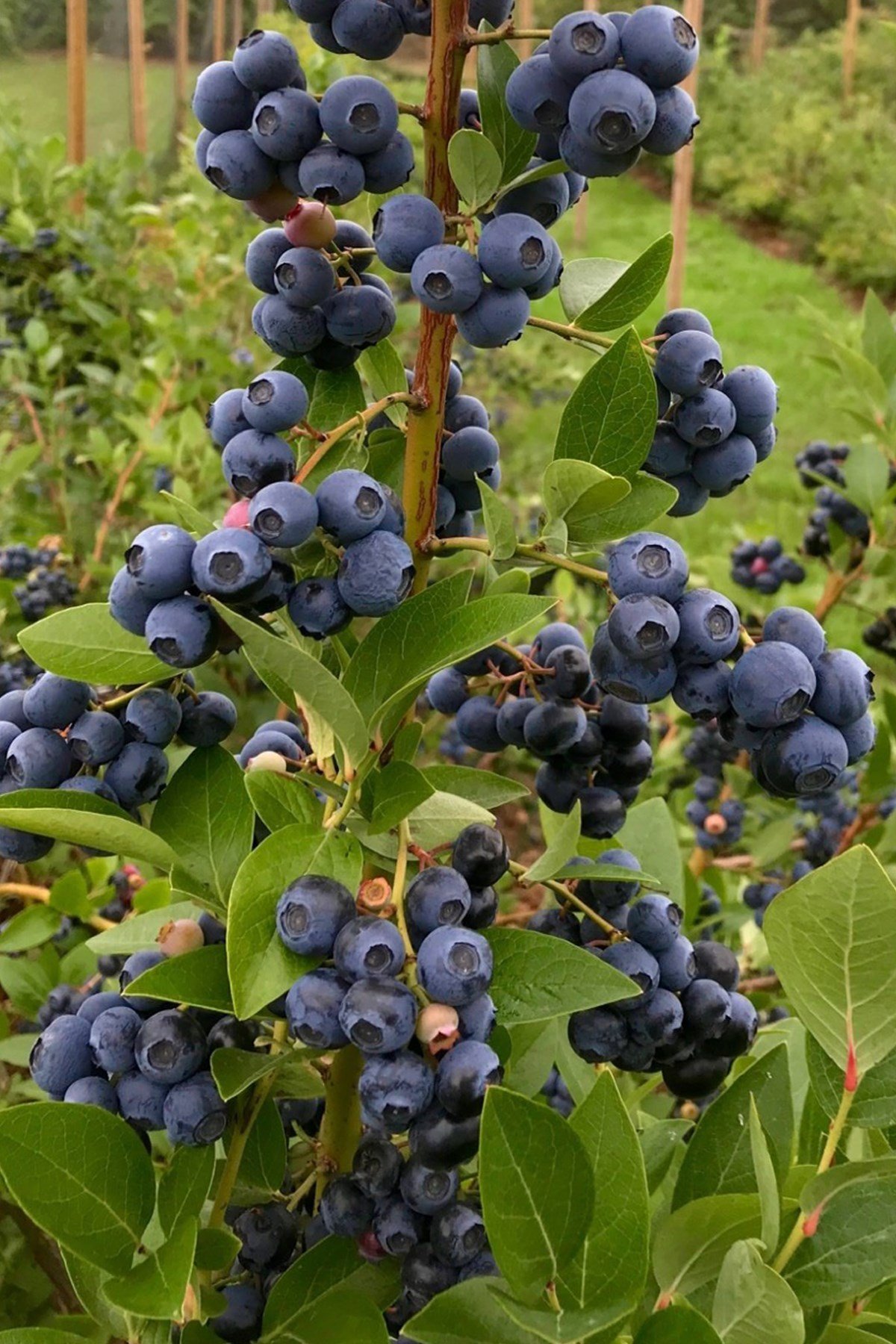 Doğal Yaban Mersini (500gr)