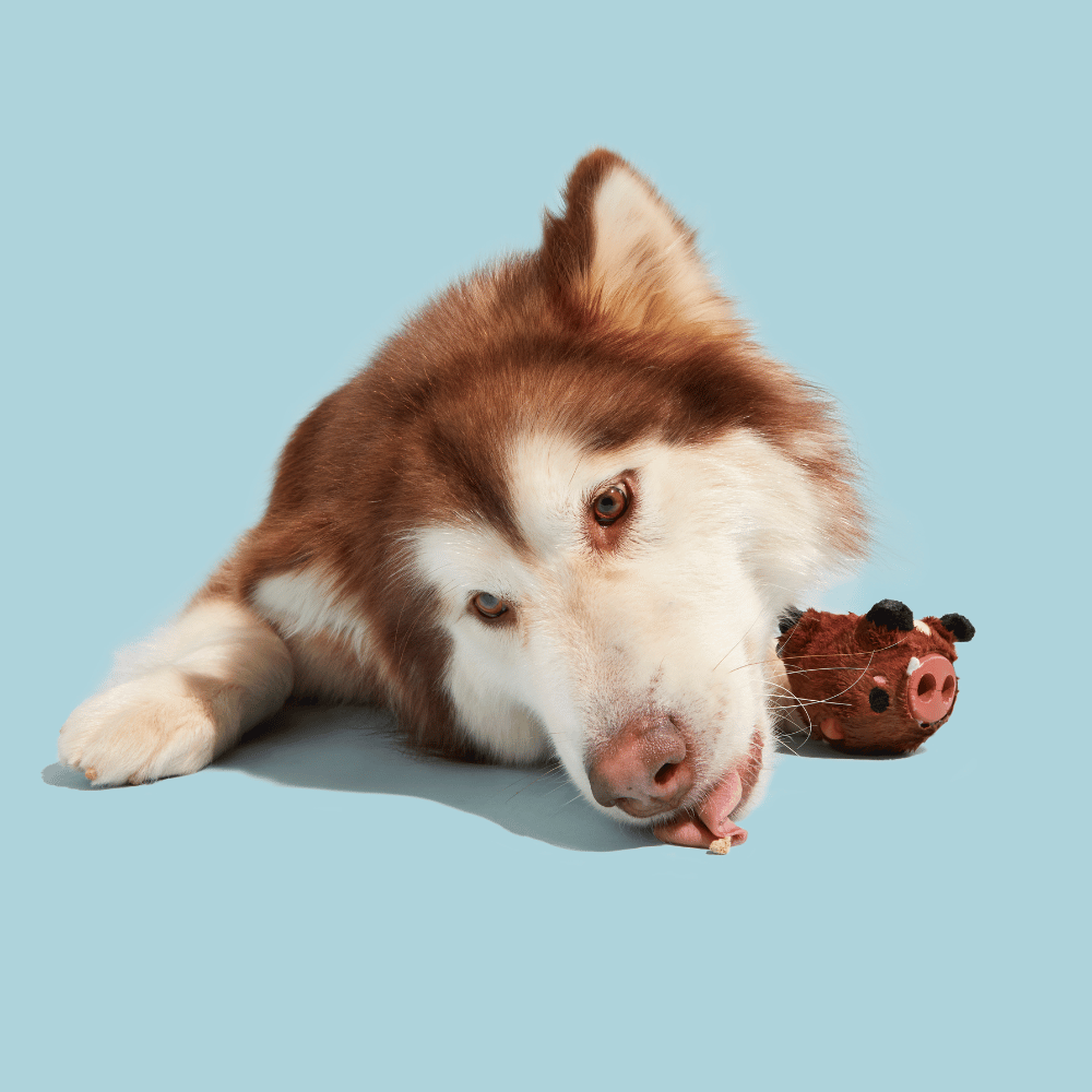 Bark Boris Domuz Çiğneme M