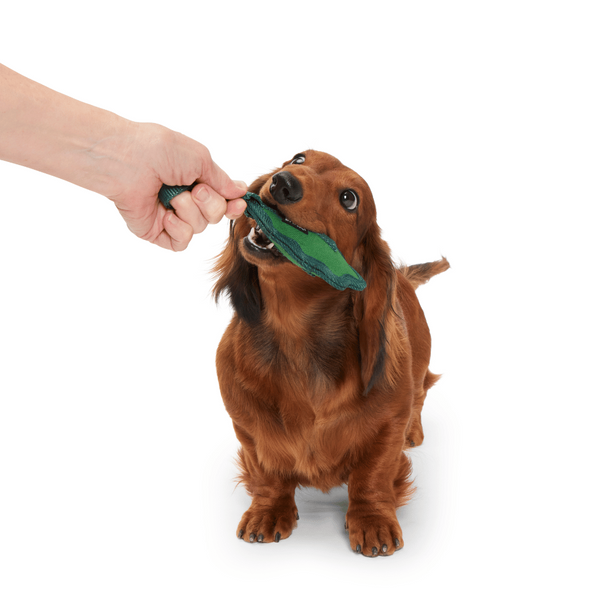 Bark Chew Yaprak Çiğneme S