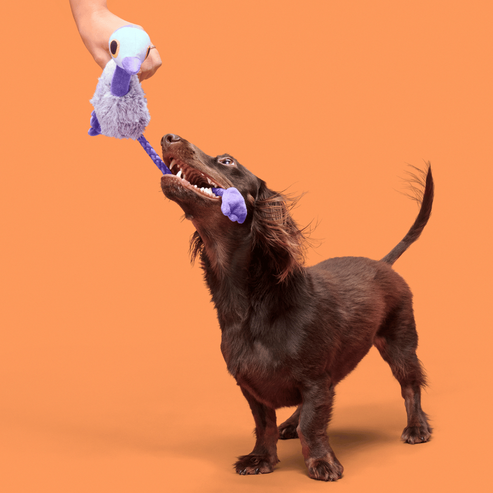 Bark Emu Sesli Deve Kuşu Peluş Xs/M