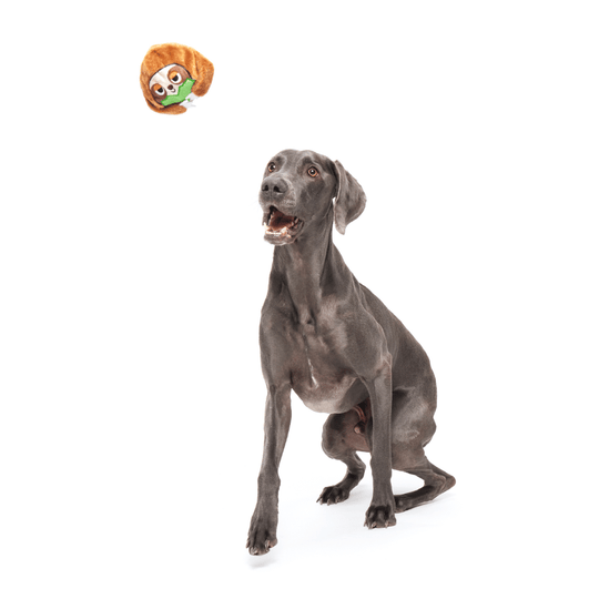 Bark Sonny Sesli Tembel Hayvan Çiğneme M/L