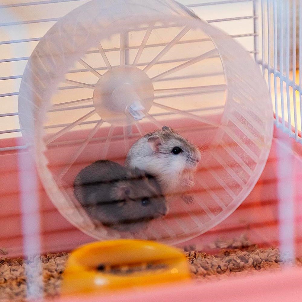 Ferplast Criceti 9 Hamster Kafesi Prenses Temalı