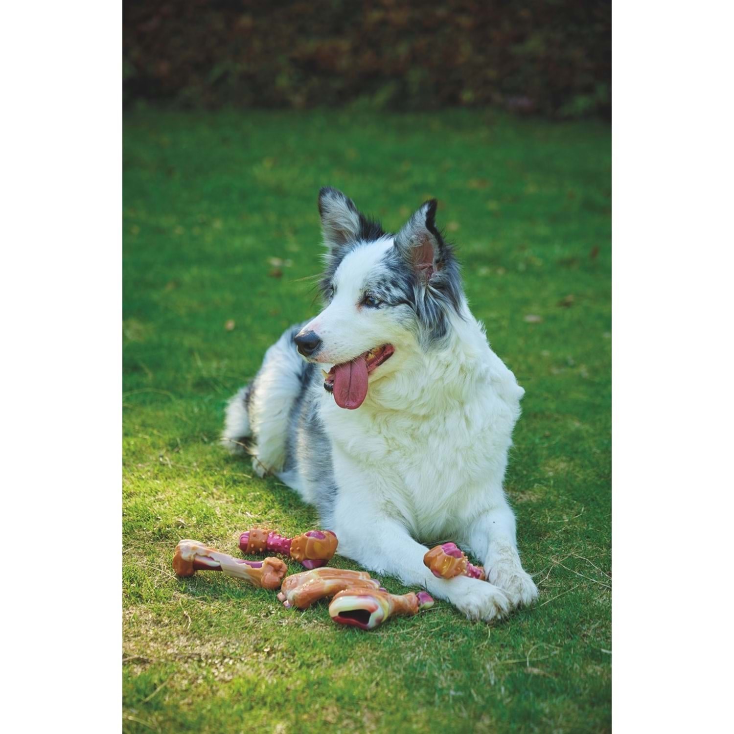 M-Pets Carnıvore Dog Toy Savoury Bone Pastırma Aromalı