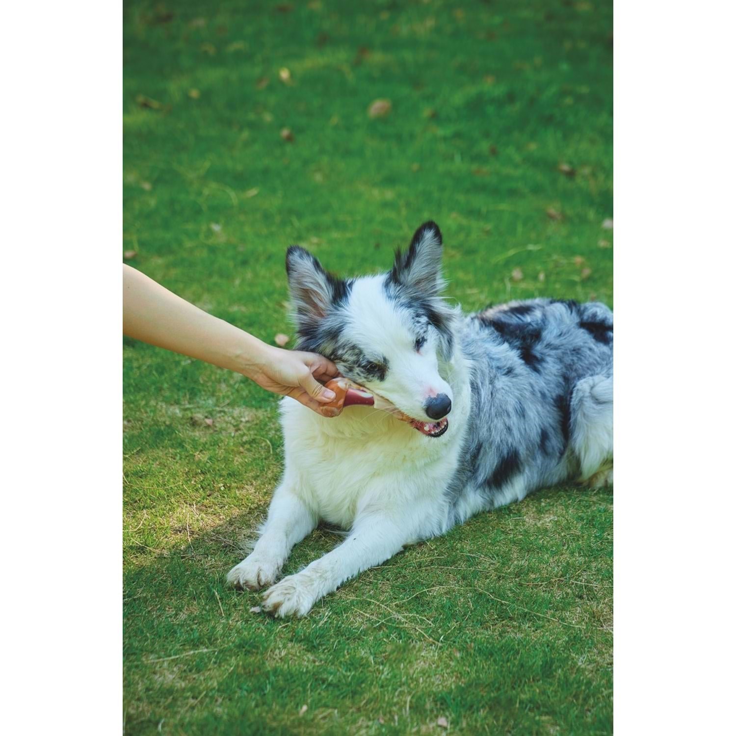 M-Pets Carnıvore Dog Toy Savoury Bone Pastırma Aromalı