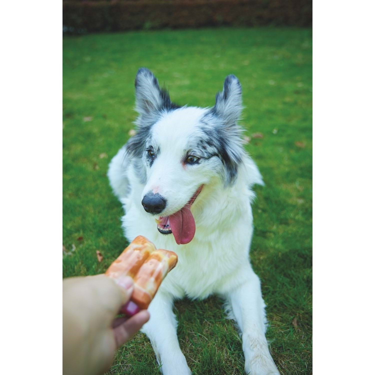 M-Pets Carnıvore Dog Toy Spare Rıbs Pastırma Aromalı
