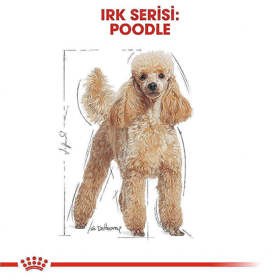 Royal Canin Pouch Poodle Irkı Özel Yaş Köpek Maması 85 Gr - BOX - x 12 Adet