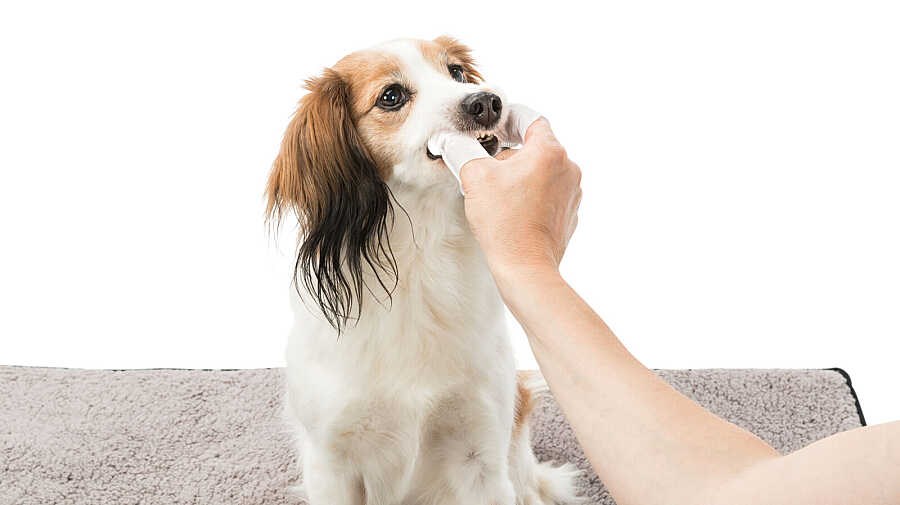 Trixie Kedi ve Köpek Diş Temizleme Mendili 50 adet