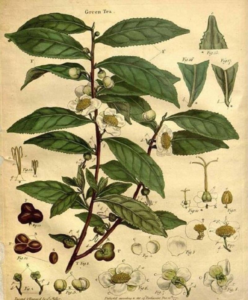 Pharmatea Pharmatea Yeşil Çay - Limonlu 100 gr
