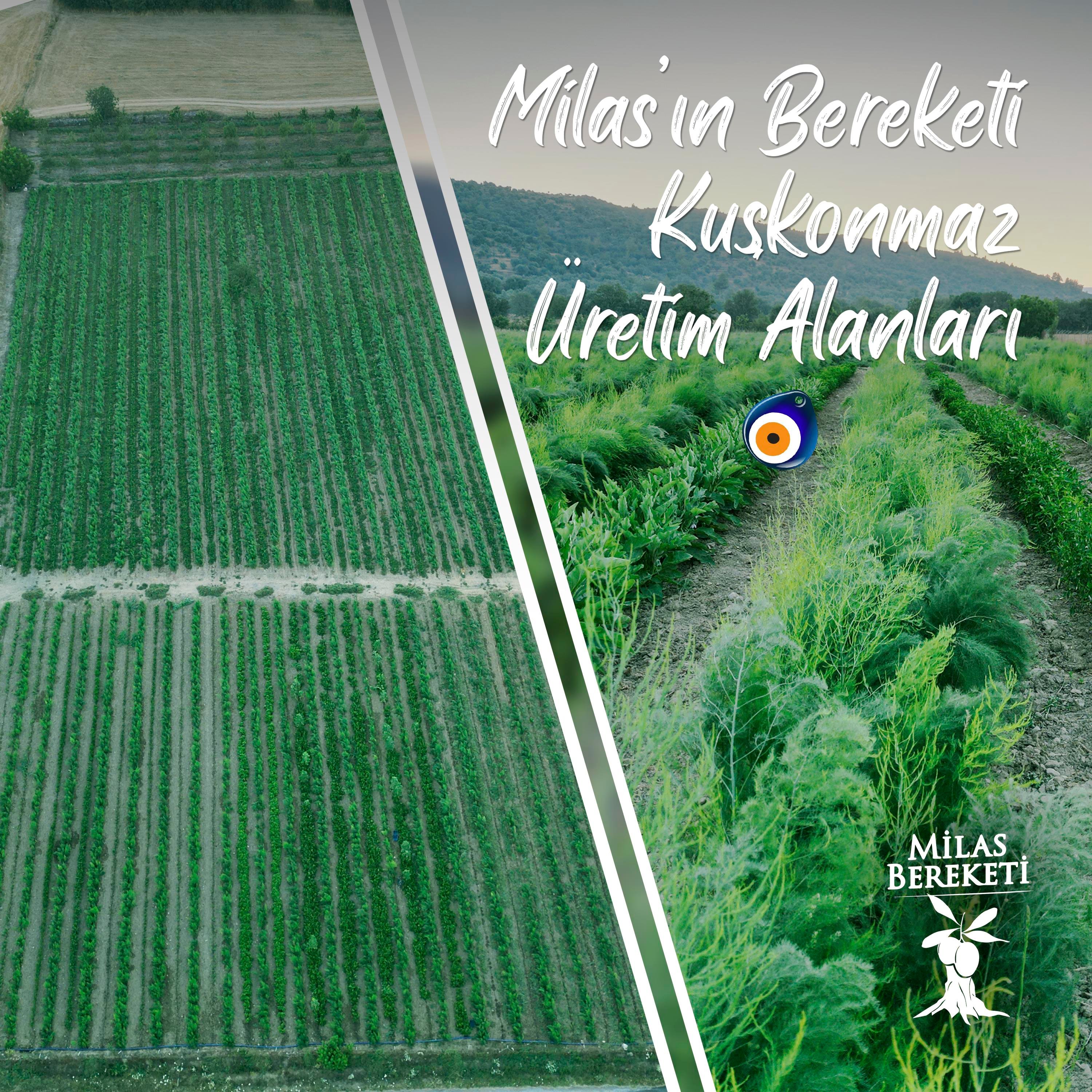 İnce Kuşkonmaz (300 gr)