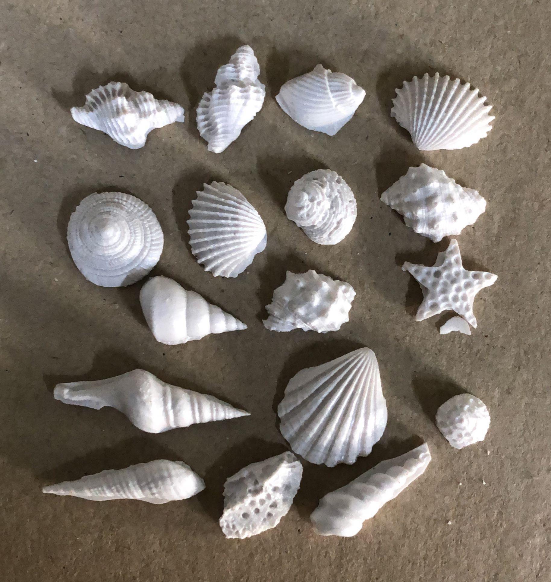 MİDYE SET 3X2,5 CM