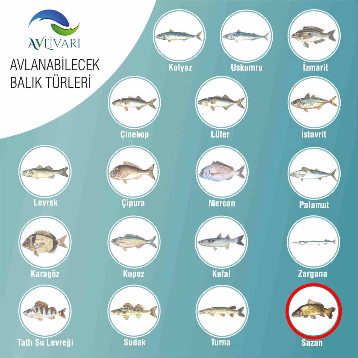 HightCarbon 300 Cm  Blue Bl-5000  Tam Takım Lüx Usta Profesyonel Hobi Sazan Balığı Avı Olta Seti 