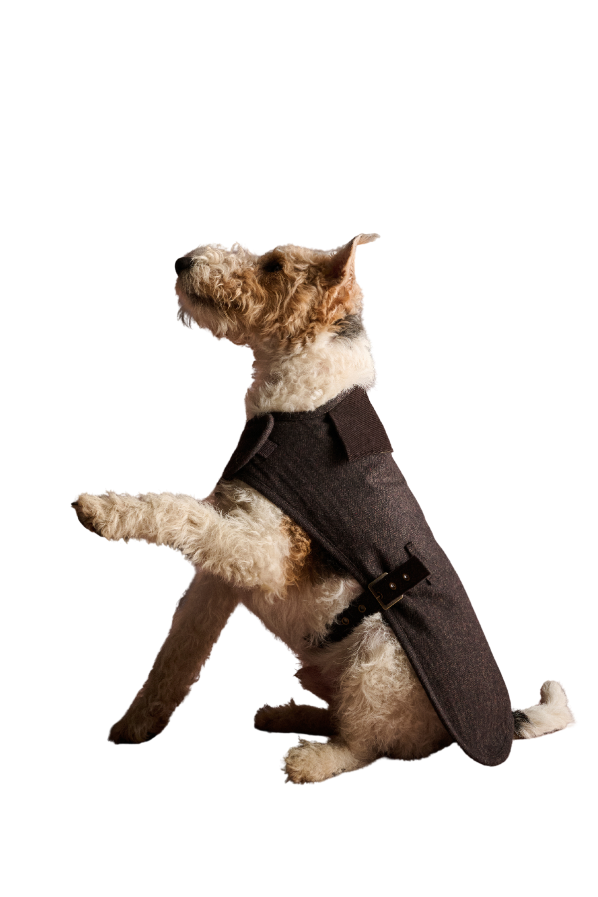 Barbour Barlow Tweed Köpek Montu BR31 Brown