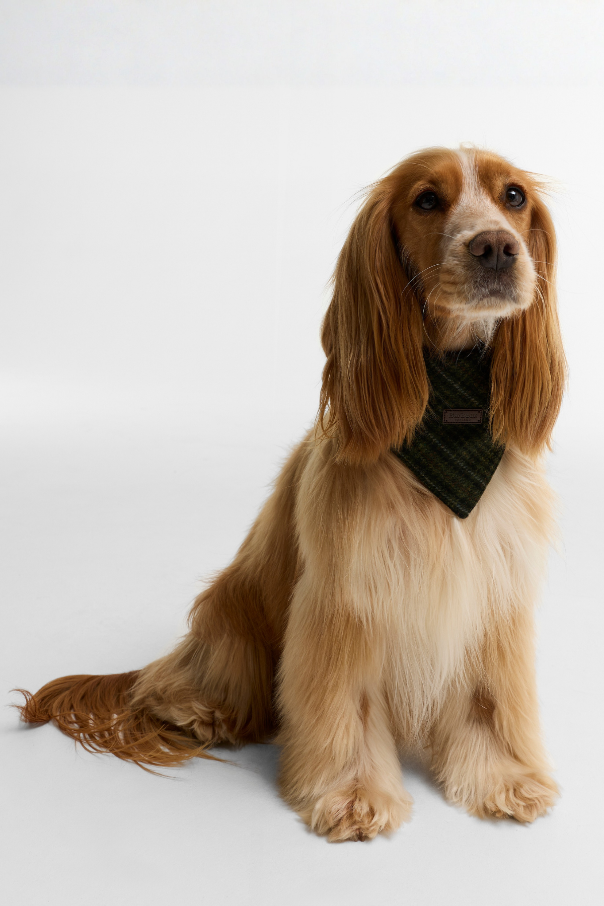 Barbour Dogs Wilkin Bandana OL71 Olive Check