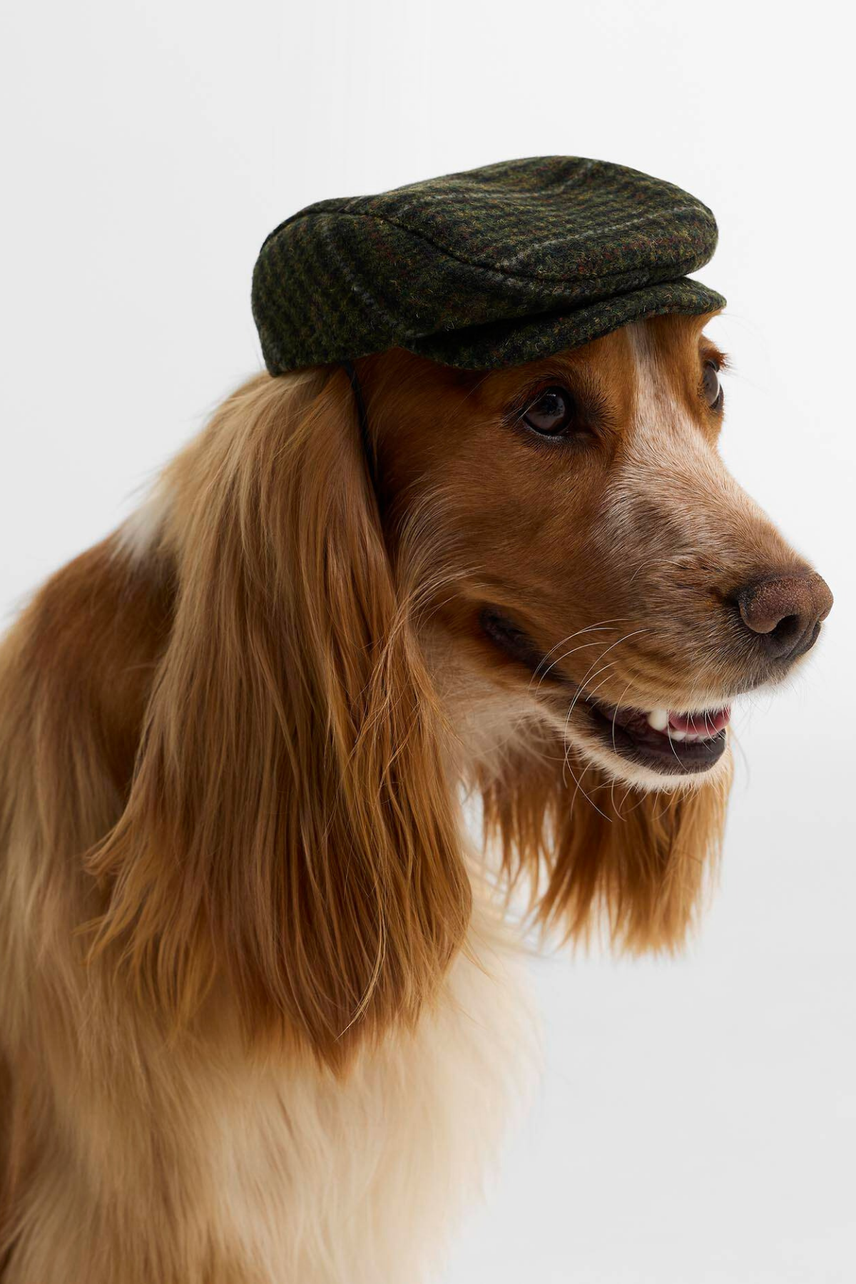 Barbour Dogs Wilkin Köpek Şapka OL71 Olive Check