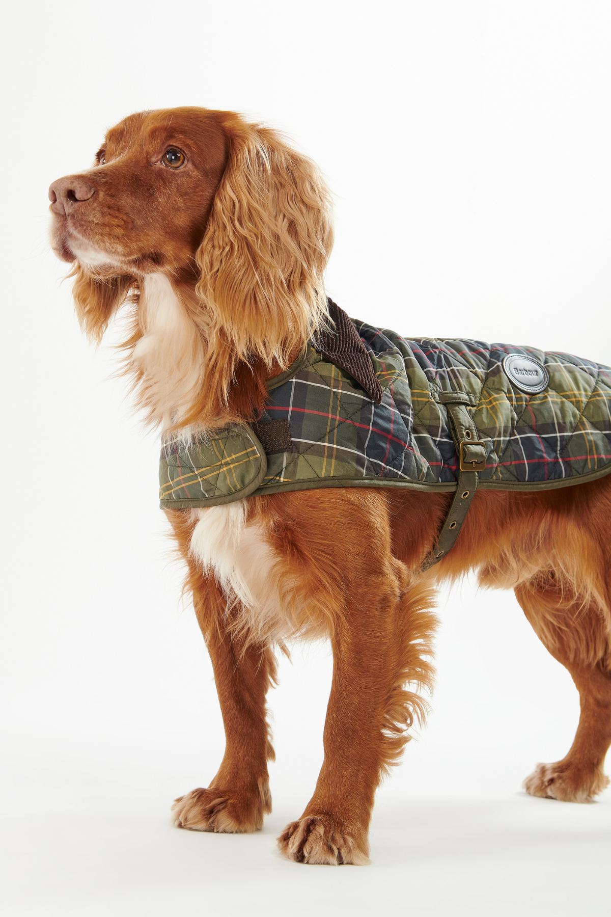 Barbour Ekose Köpek Montu TN11 Classic Tartan