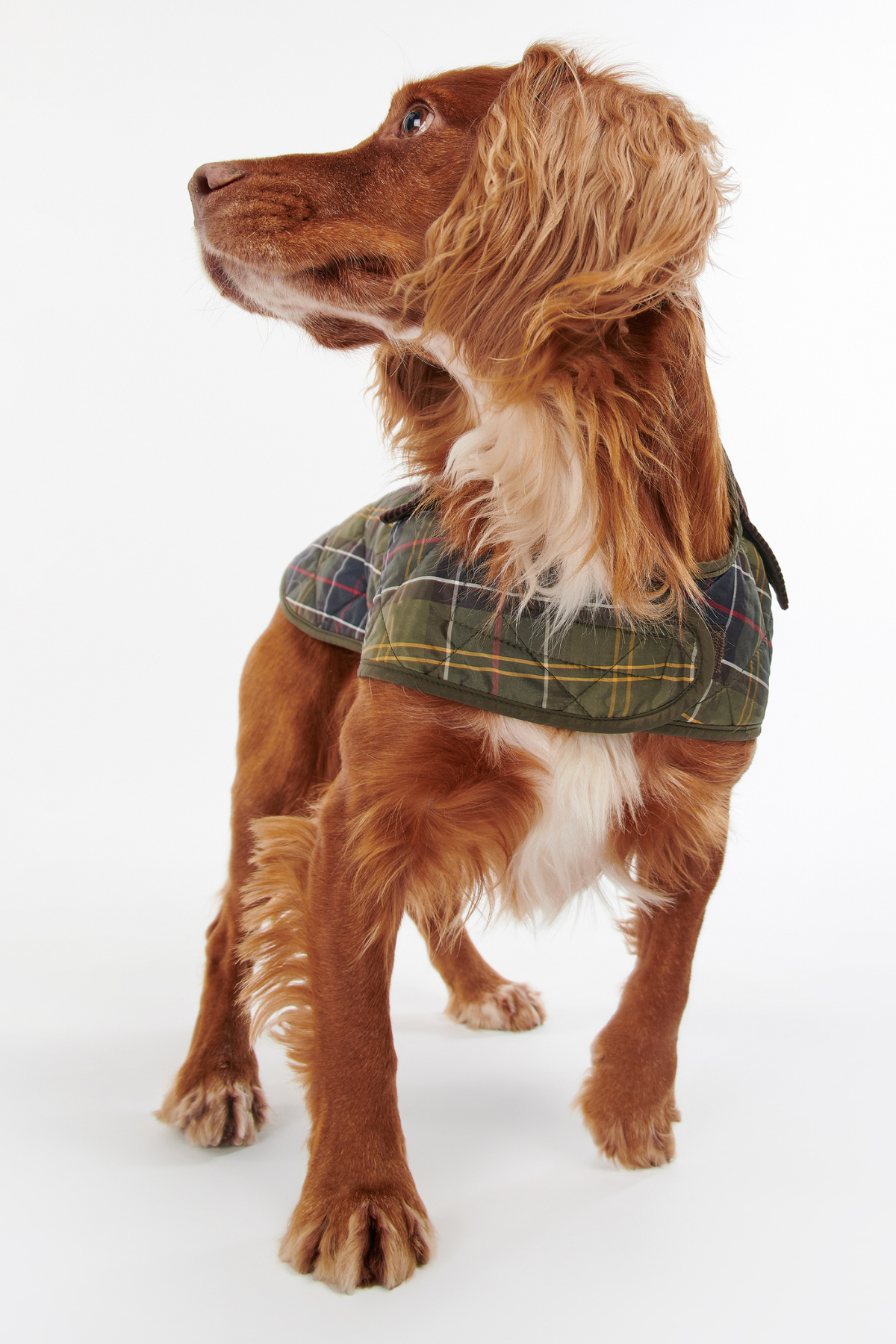 Barbour Ekose Köpek Montu TN11 Classic Tartan