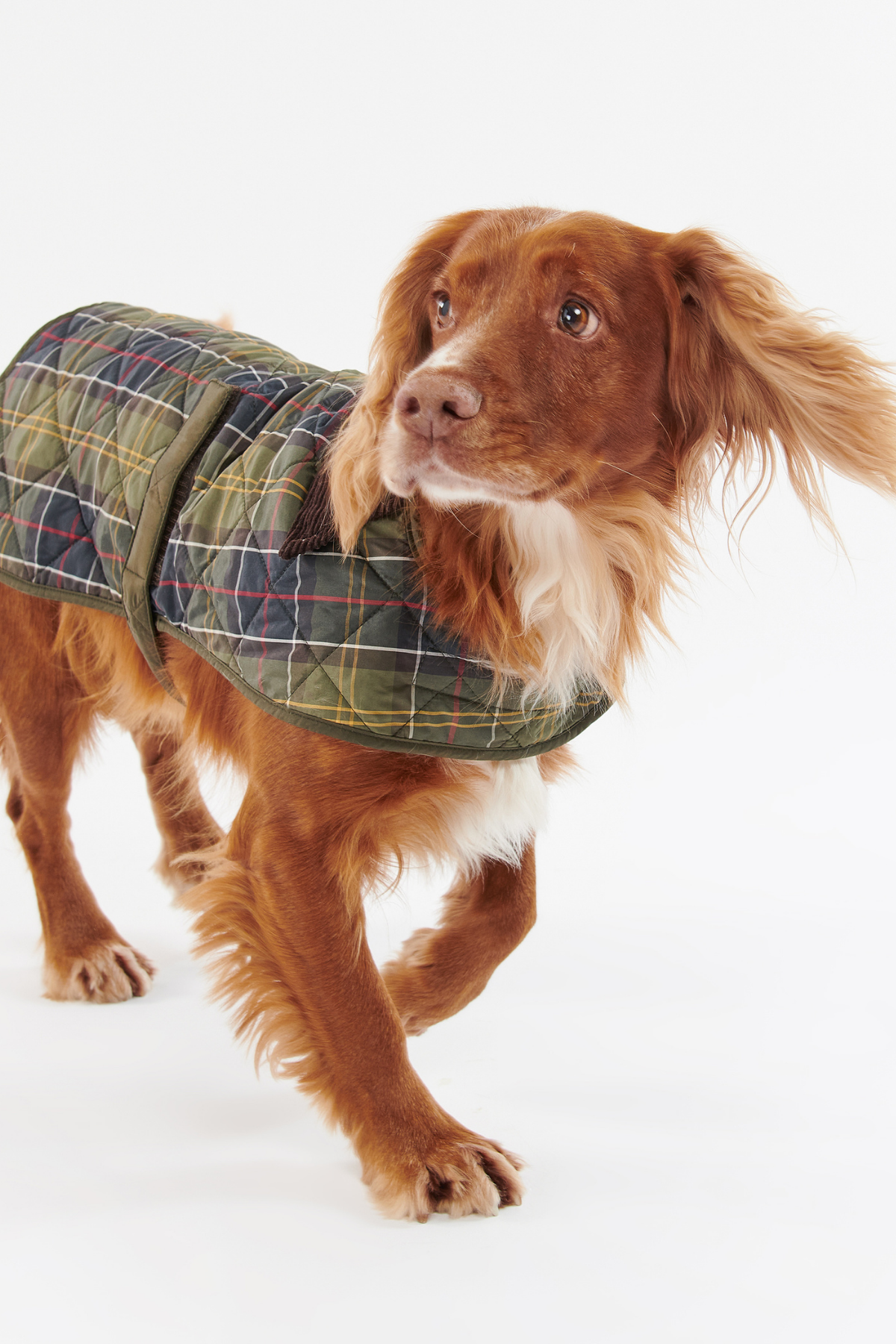 Barbour Ekose Köpek Montu TN11 Classic Tartan