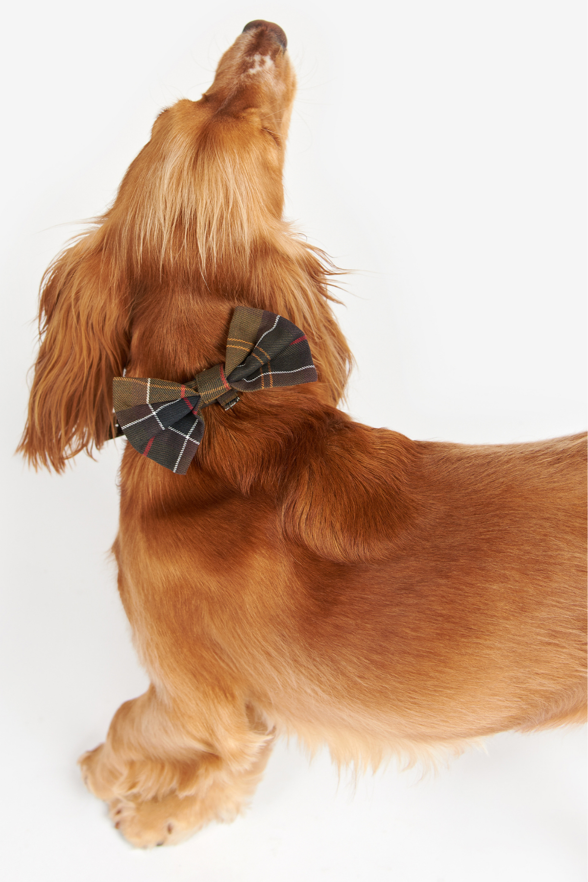 Barbour Tartan Köpek Papyonu TN11 Classic Tartan