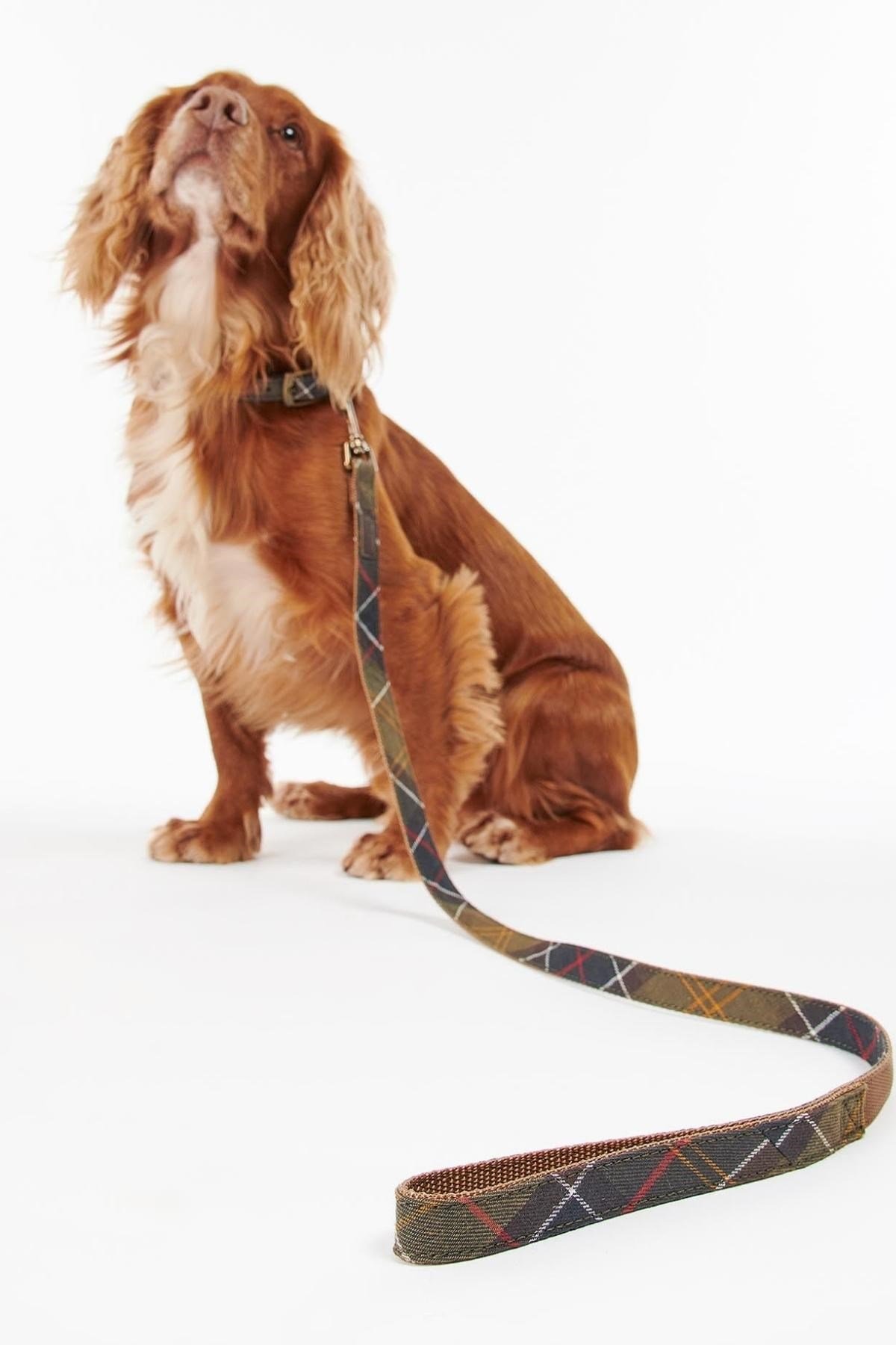 Barbour Tartan/Webbing Köpek Tasma Kayışı TN11 Classic Tartan