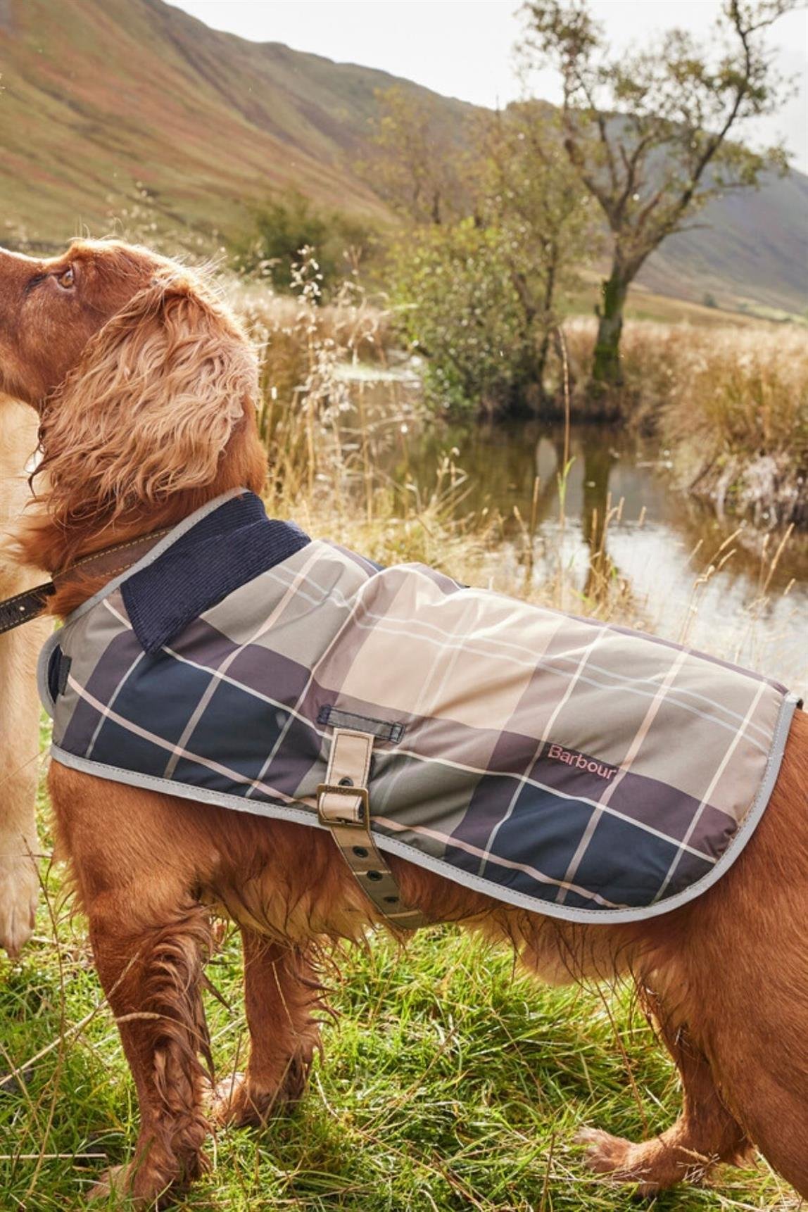 Barbour Wetherham Ekose Köpek Montu PI19 Gardenia Tartan