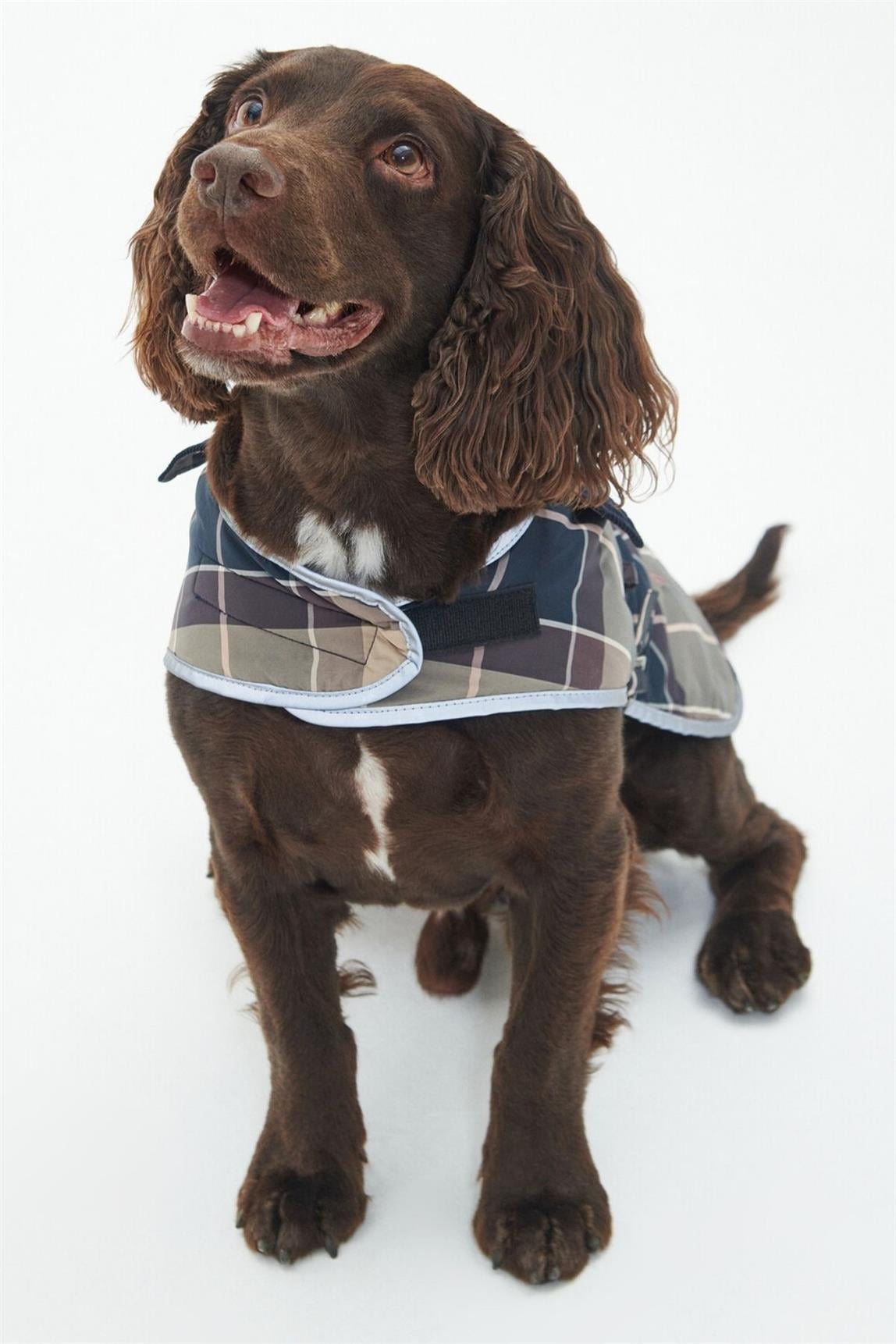 Barbour Wetherham Ekose Köpek Montu PI19 Gardenia Tartan