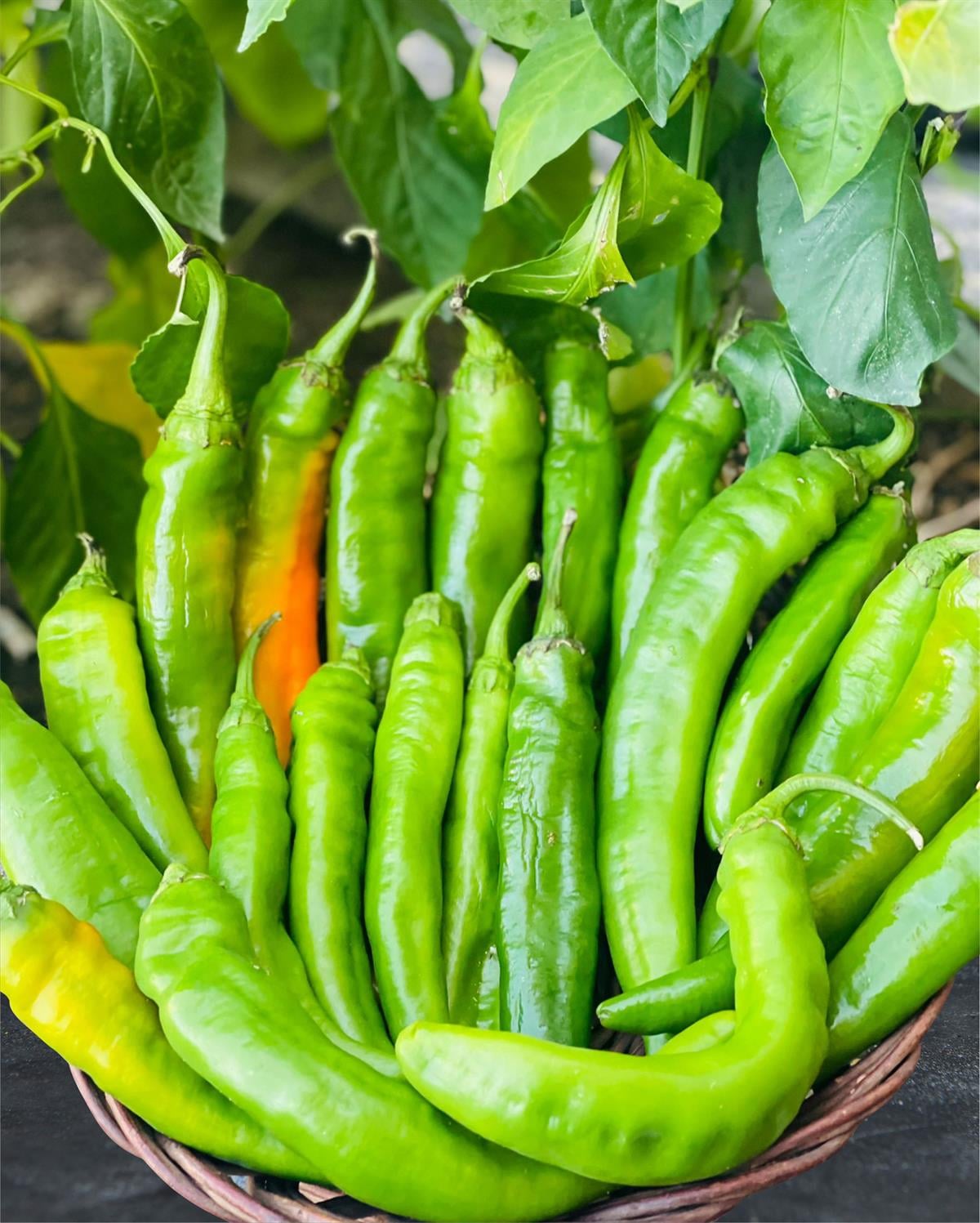 Samandağ Biberi 1 kg 