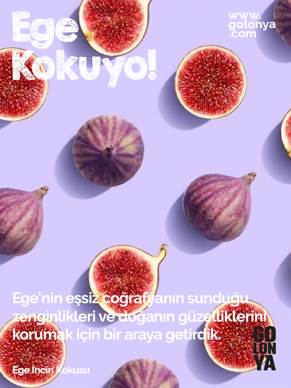Ege İnciri Kokusu