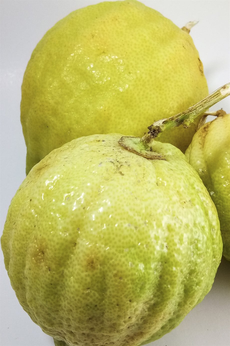 BERGAMOT OIL