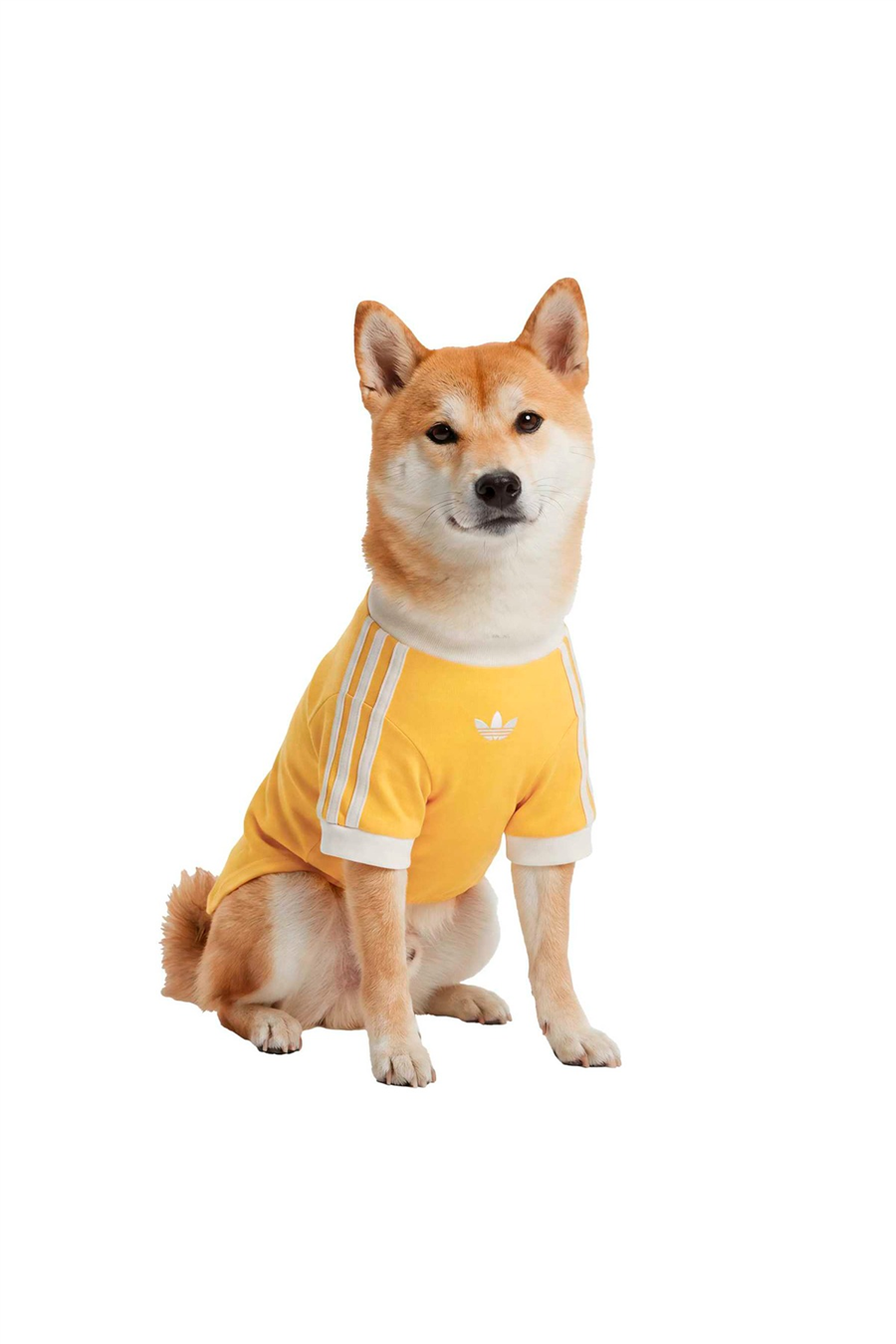 adidas Aksesuar  Sarı  Köpek Kıyafeti PET CALI TEE KY8731