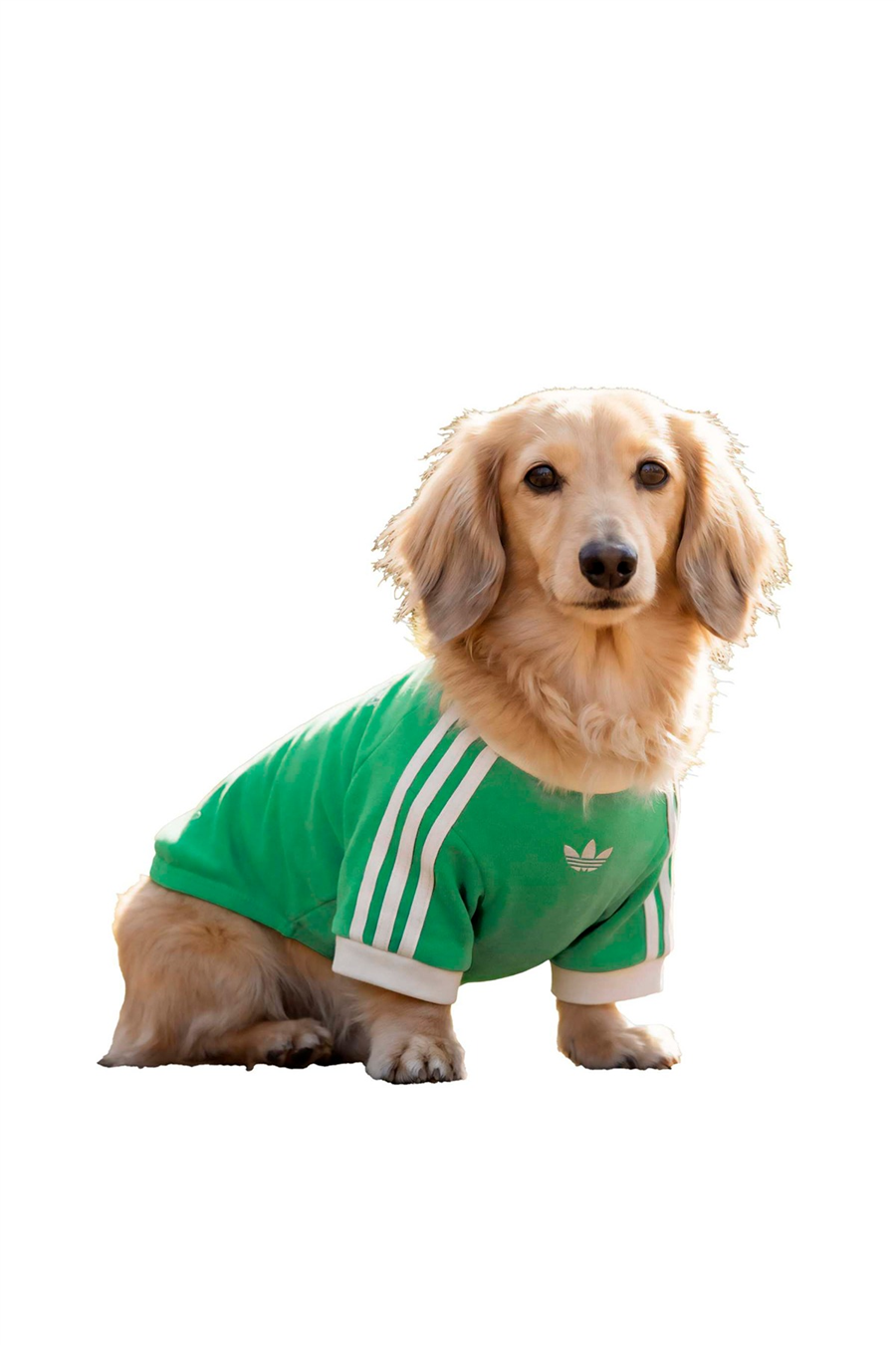 adidas Aksesuar  Yeşil  Köpek Kıyafeti PET CALI TEE KY8730