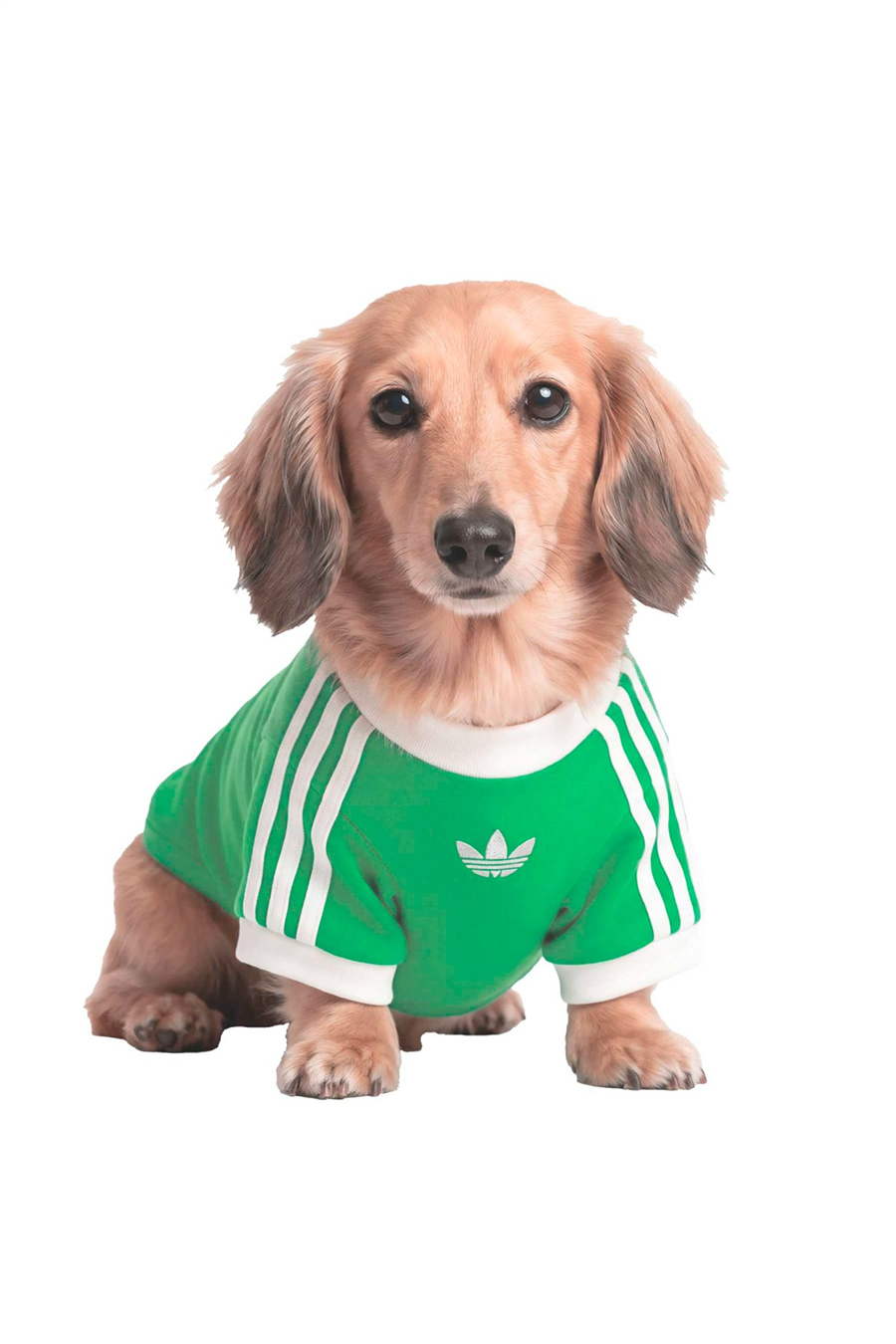 adidas Aksesuar  Yeşil  Köpek Kıyafeti PET CALI TEE KY8730