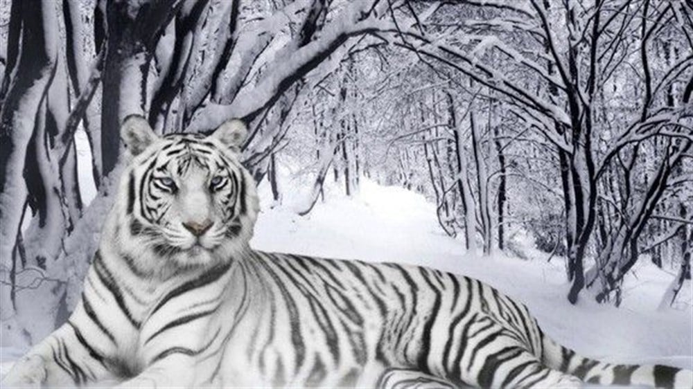 Asil ve Beyaz Kaplan Elmas Mozaik Tablo 90x50cm