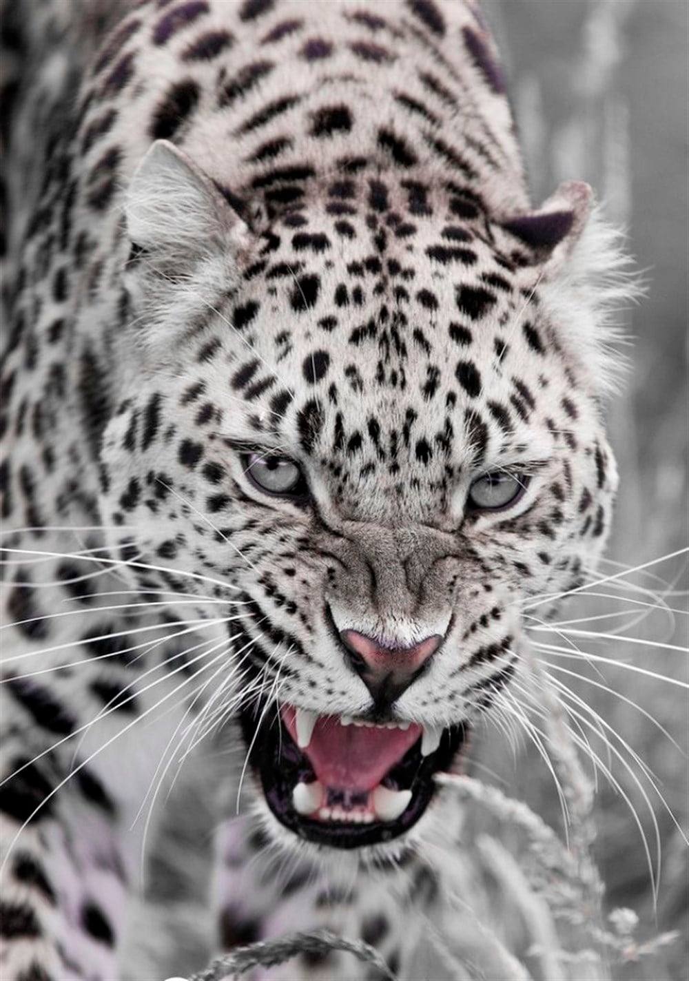 Beyaz Leopar Elmas Mozaik Tablo 36x51cm