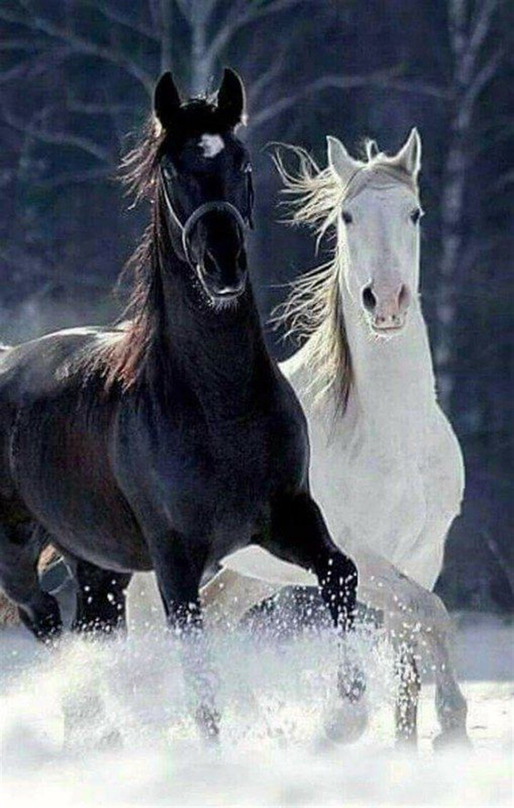 CANLILARMarcel Sanat Elmas Mozaik Tablo & Diamond Painting TurkeyM20173417Sudaki Siyah Ve Beyaz At Marcel Sanat Elmas Mozaik Tablo 41x64cm