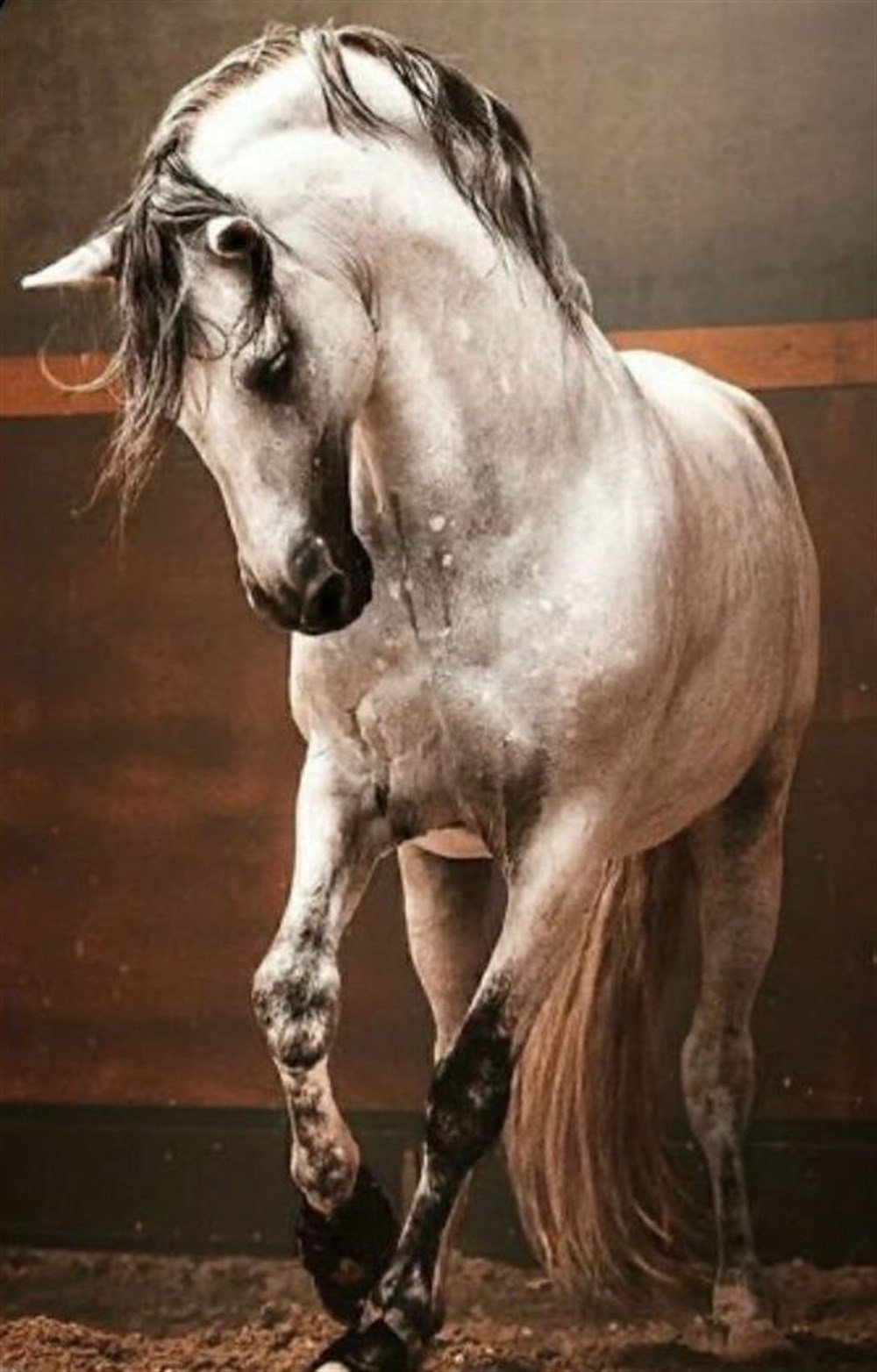 CANLIMarcel Sanat Elmas Mozaik Tablo & Diamond Painting TurkeyM2014278Kır At Marcel Sanat Elmas Mozaik Tablo 33X51cm