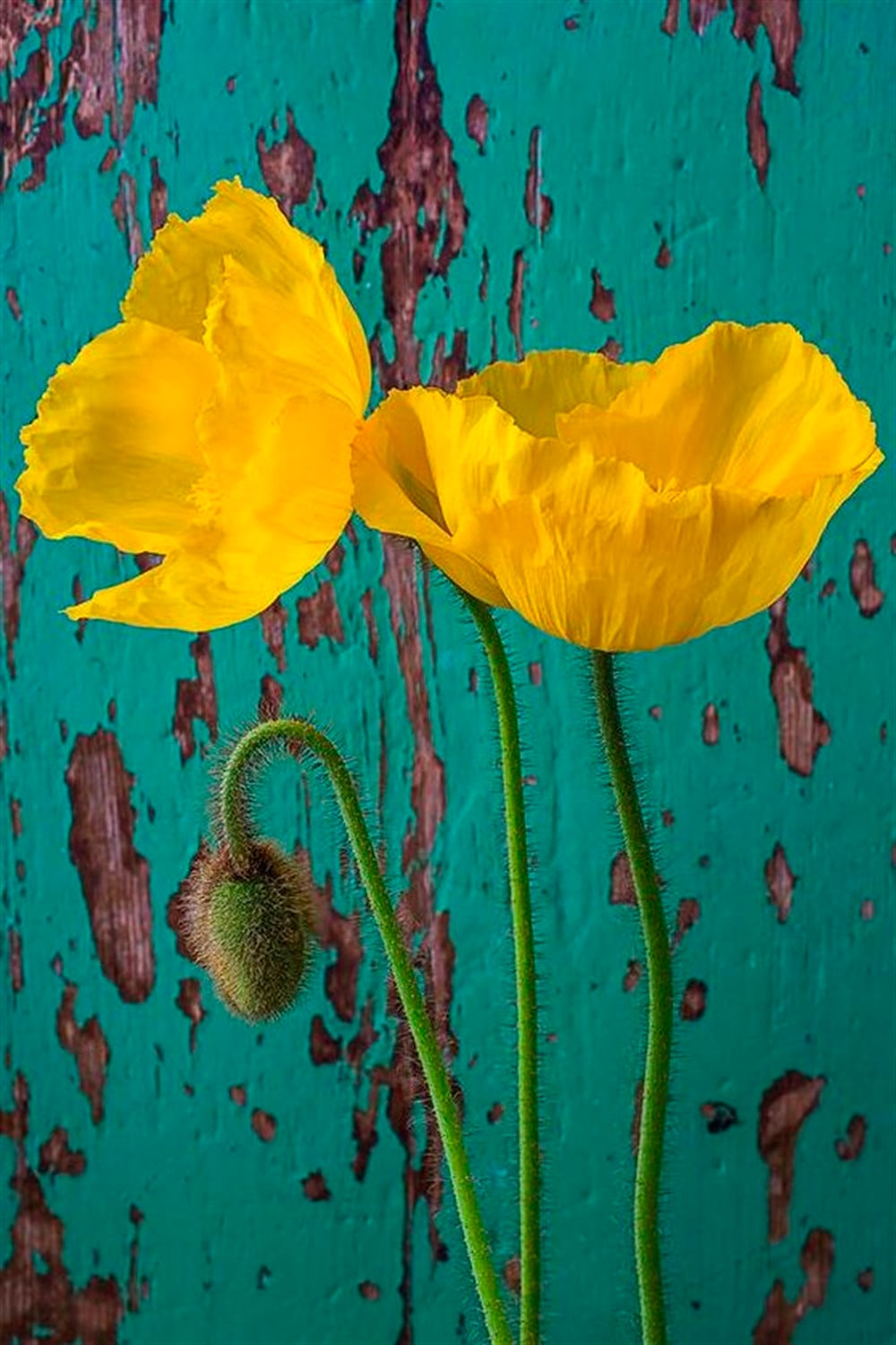 ÇİÇEKMarcel Sanat Elmas Mozaik Tablo & Diamond Painting TurkeyM20176568Yeşil Fondaki Sarı Çiçekler Marcel Sanat Elmas Mozaik Tablo 38x56cm