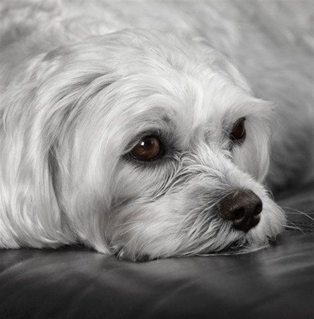 Maltese Terrier Elmas Mozaik Tablo 50x50cm