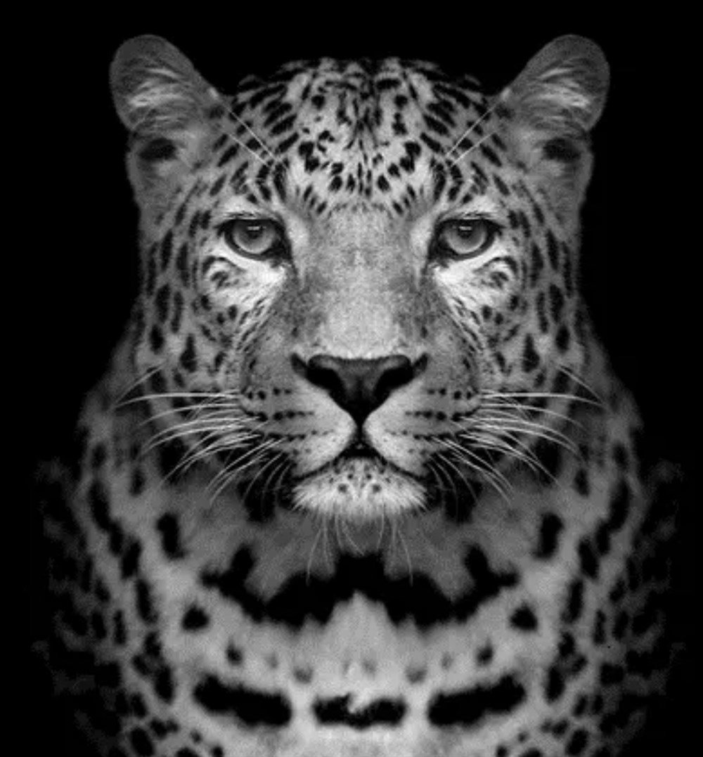 Marcel Sanat Siyah Beyaz Leopar Elmas Mozaik Tablo 53x55cm