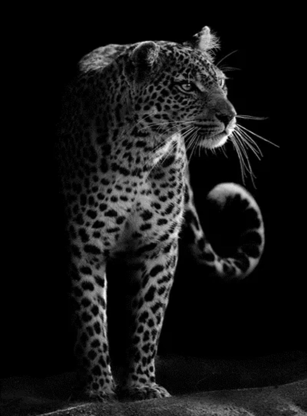 Marcel Sanat Siyah Beyaz Leopar Elmas Mozaik Tablo 43x55cm