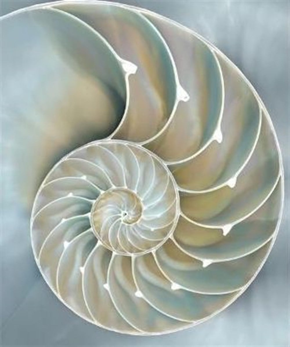 MODERNMarcel Sanat Elmas Mozaik Tablo & Diamond Painting TurkeyM20176691Soft Deniz Kabuğu Marcel Sanat Elmas Mozaik Tablo 46x56cm