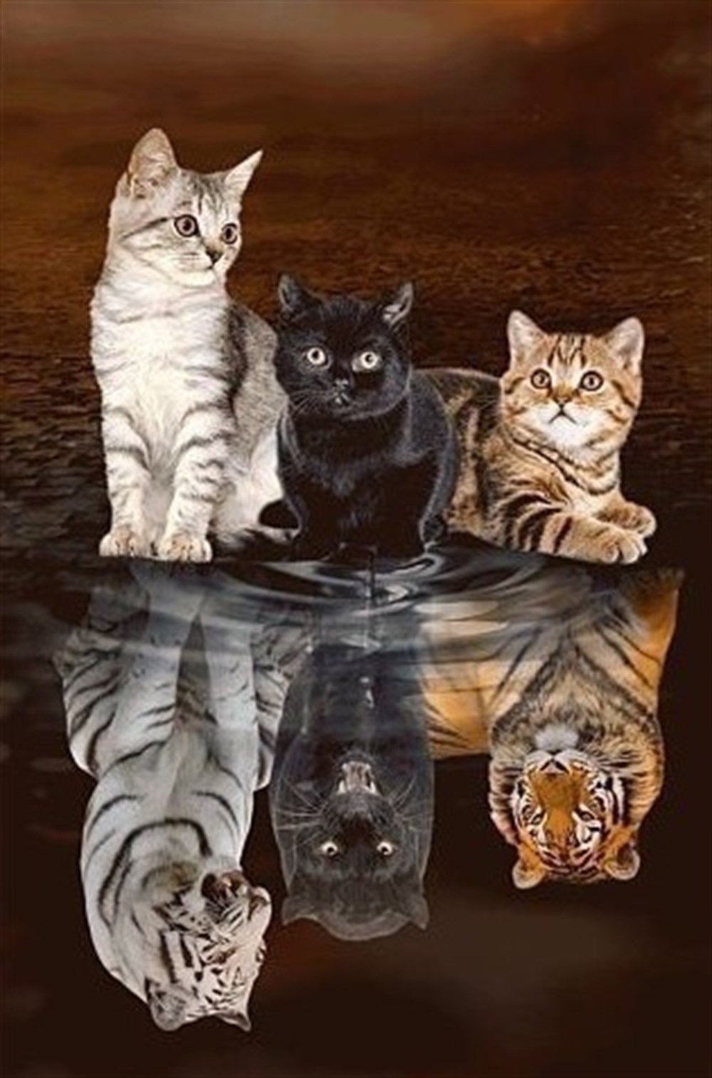 Yansımasına Bakan Kedicikler Elmas Mozaik Tablo 41x61cm